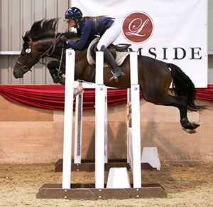 Godrics Campeggio - Showjumping Pony Stallion